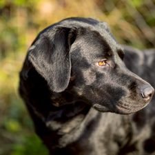 Profile image of paddyK