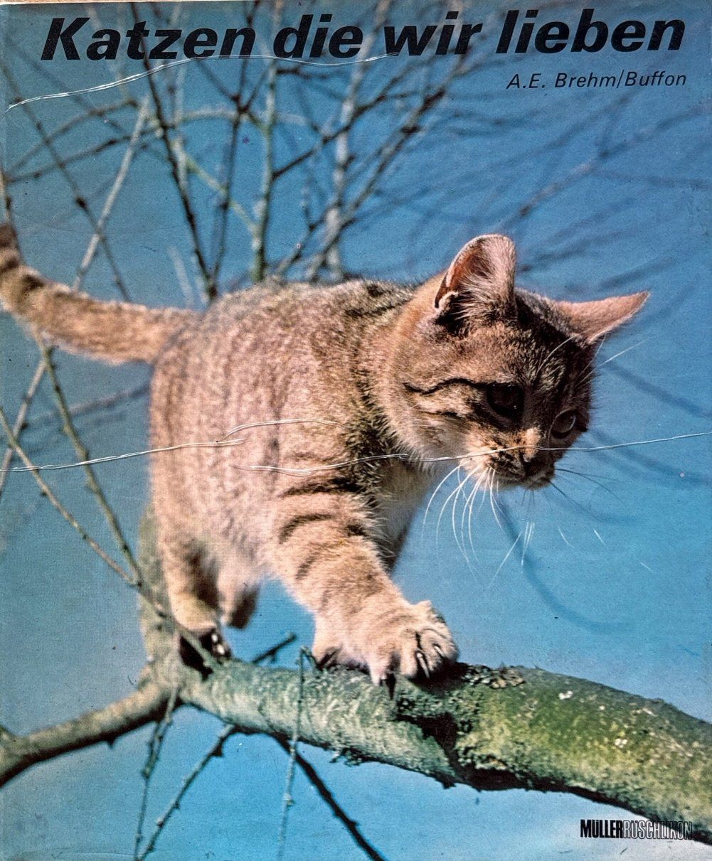 Libri: Katzen die wir lieben – Nuovo (secondo la descrizione) da Sarnen venduto da Livres