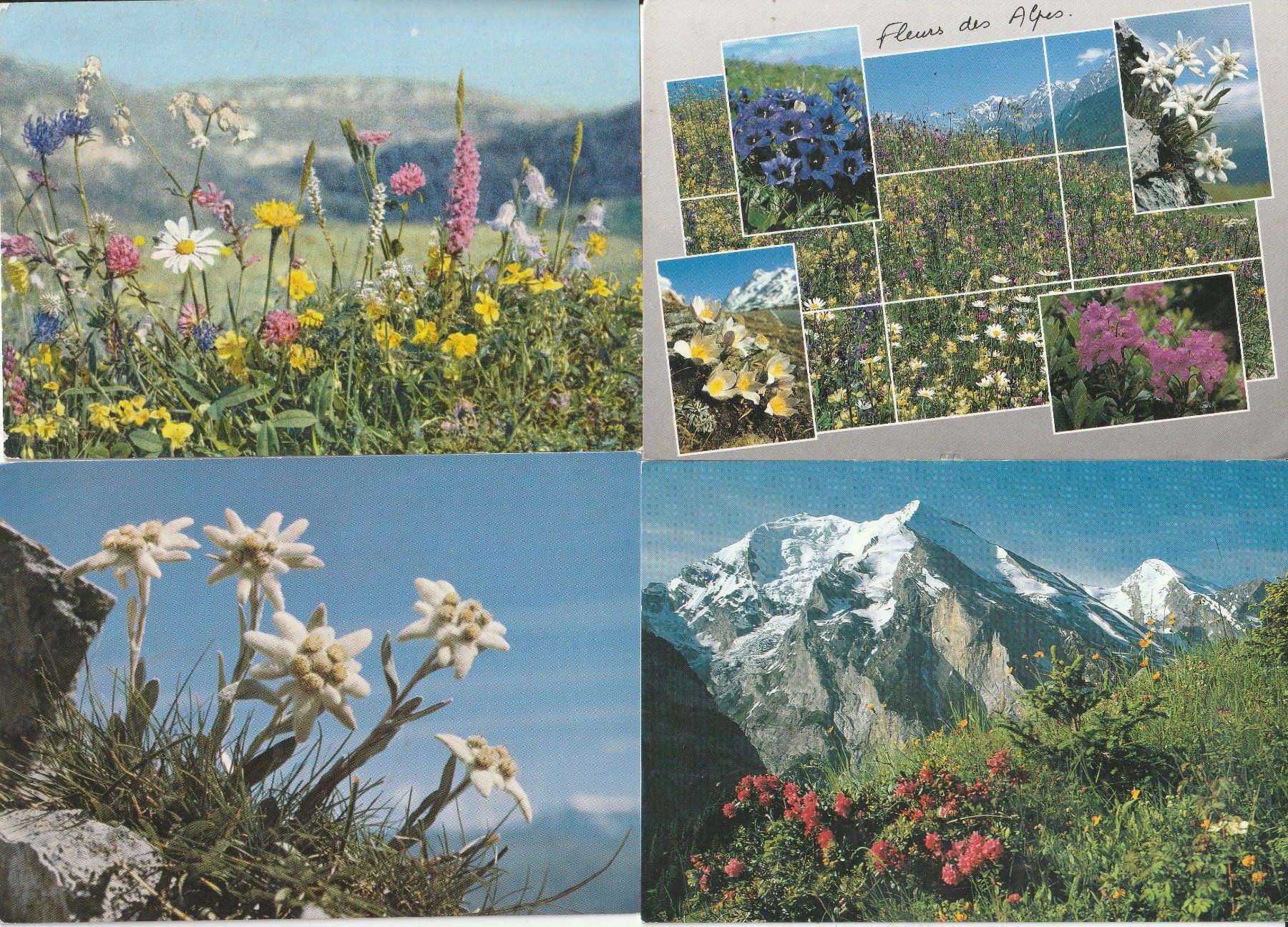 Ansichtskarten: 40 Diverse Blumenkarten – Gebraucht aus Lumbrein von made02 7