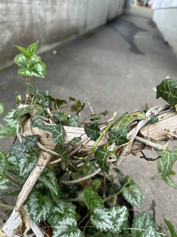 Plantes & graines: Efeu und Goldnessel  – D'occasion à Frauenfeld par Irene.Schuppli 1