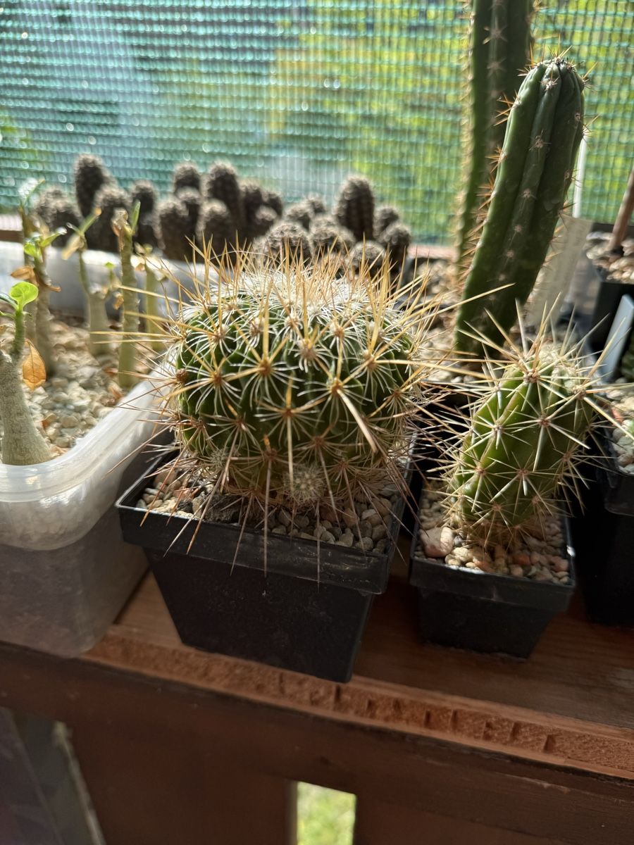 Pflanzen & Samen: Stenocactus lamellosus – Gebraucht aus Rorbas von SimS0n 2