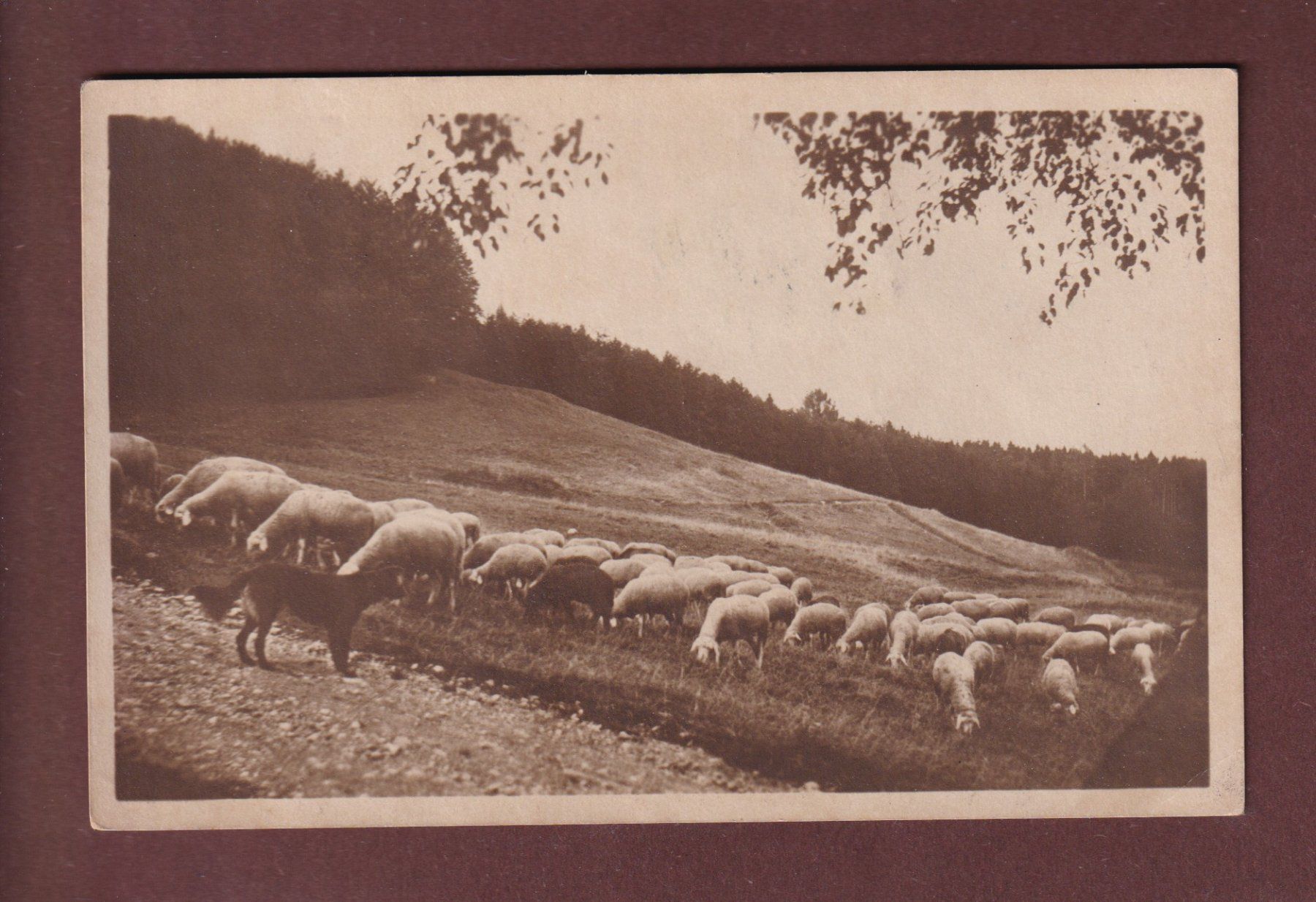 Ansichtskarten: SCHAFHERDE - 1933 – Gebraucht aus Pully von nicecards-shop