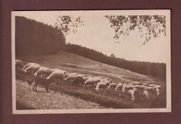 SCHAFHERDE - 1933