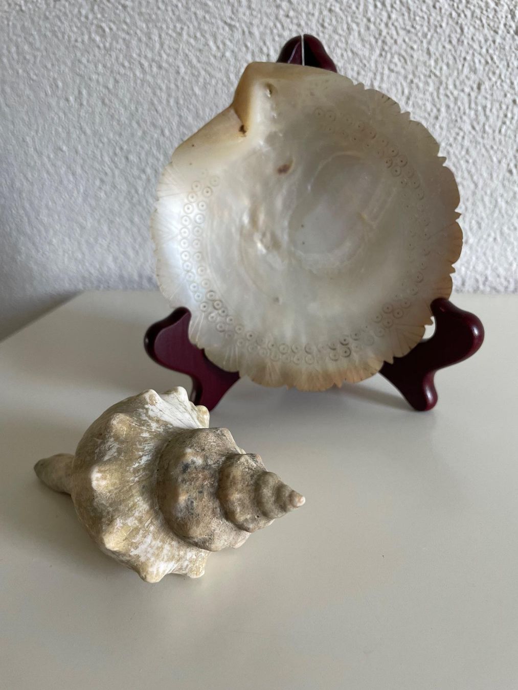 Alle Dekorationen: 2 Wunderschöne Muscheln Deko – Gebraucht aus Winkel von Kade50