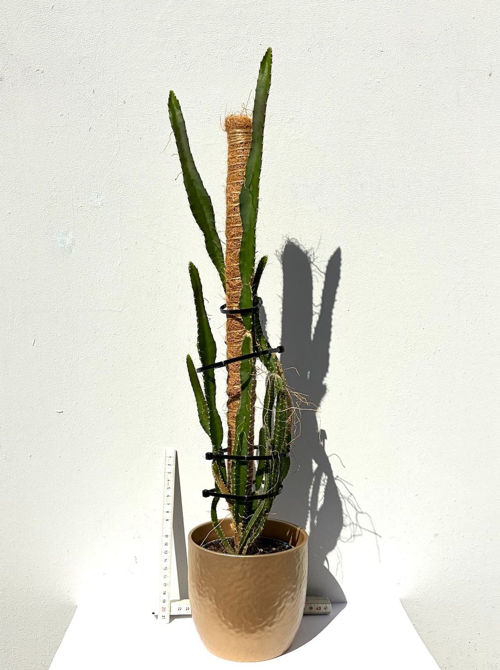 Piante & sementi: Drachenfrucht-Pflanzen, (rotfleischige Drachenfrucht) – Usato da Boll venduto da NRie