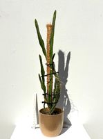 Drachenfrucht-Pflanzen, (rotfleischige Drachenfrucht)