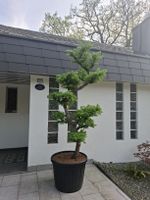 Japanische Lärche