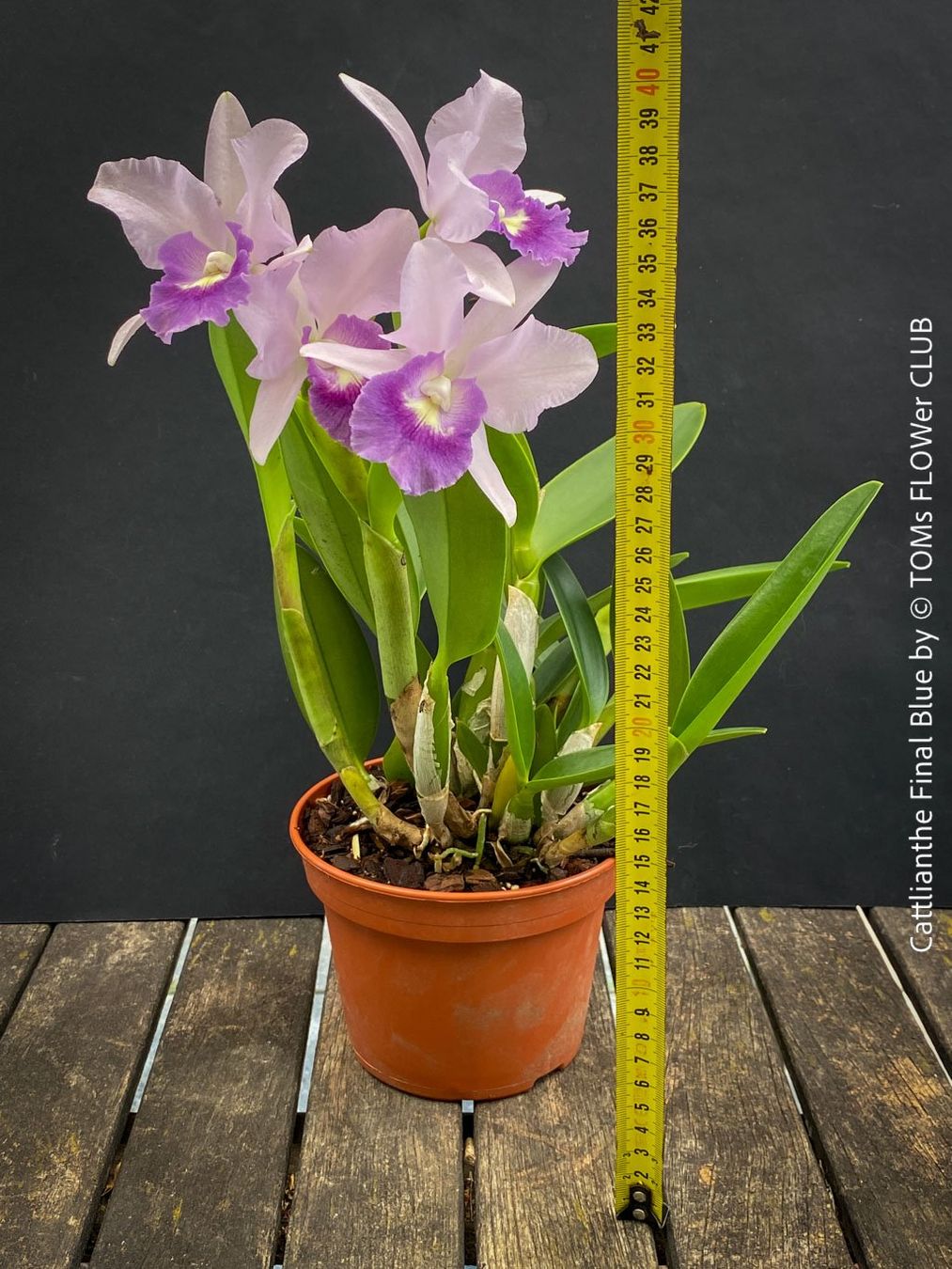 Piante & sementi: Cattlianthe Final Blue - magisch duftende Blau-Cattleya – Nuovo e nell'imballaggio originale da Adliswil venduto da TAKEYOURPLANT 3