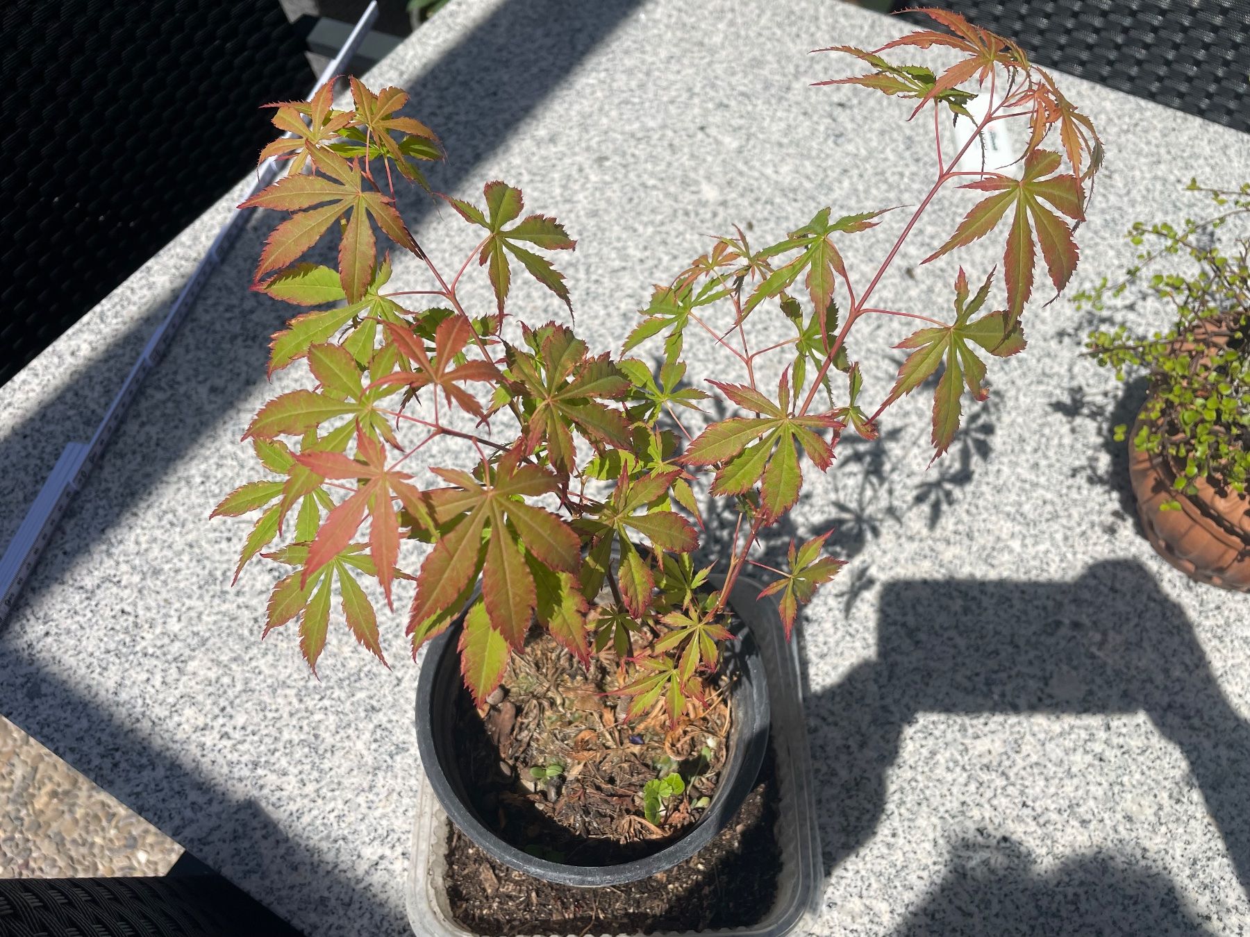 Piante & sementi: Acer Palmatum - Fächer-Ahorn – Nuovo (secondo la descrizione) da Buchs AG venduto da fischli610 6