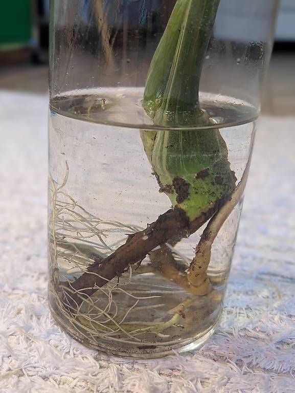 Piante & sementi: Monstera Ocean Mint – Usato da Faulensee venduto da plantmama 3