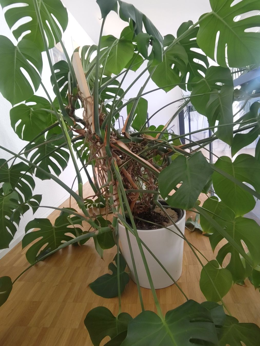 Piante & sementi: Riesige Monstera – Usato da Zürich venduto da babsypsilon