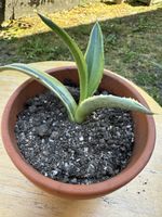 Agave 8 cm hoch