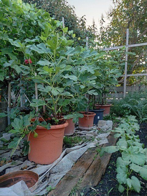 Plantes & graines: Feigenbäume – D'occasion à Langenthal par Shadowman01 5