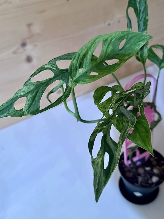 Plantes & graines: Monstera Adansonii Indonesian Marble – D'occasion à Sevelen par AS.Plants 3