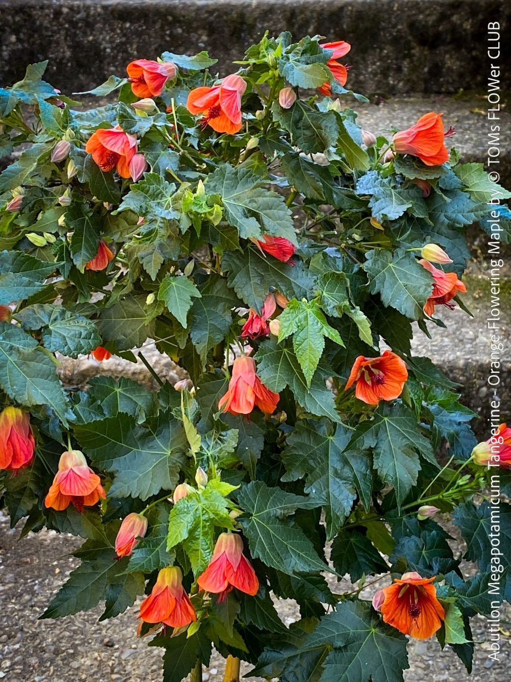 Piante & sementi: Abutilon Megapotamicum Tangerine - Schönmalve - 70x40cm – Nuovo e nell'imballaggio originale da Adliswil venduto da astom369 3