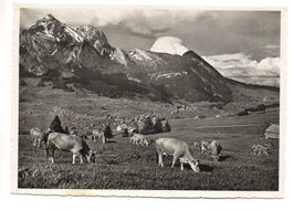 WILDHAUS mit Schafberg, Toggenburger Rindvieh, Kühe