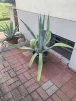 kaktus
