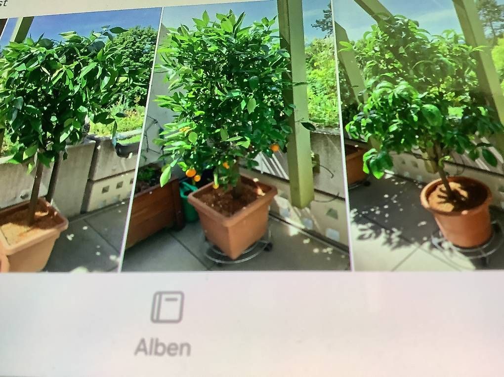Pflanzen & Samen: Citrusbäume – Gebraucht aus Kaiseraugst von hsc_9gl6