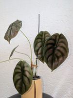Alocasia Cuprea Rhizom🌿🌱