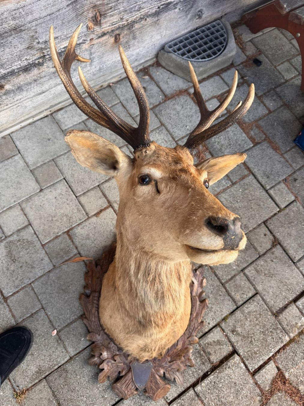 Altre raccolte & rarità: Rothirsch-Trophäe Hirschgeweih Jagdtrophäe – Usato da Ostermundigen venduto da cri_gq5v 2