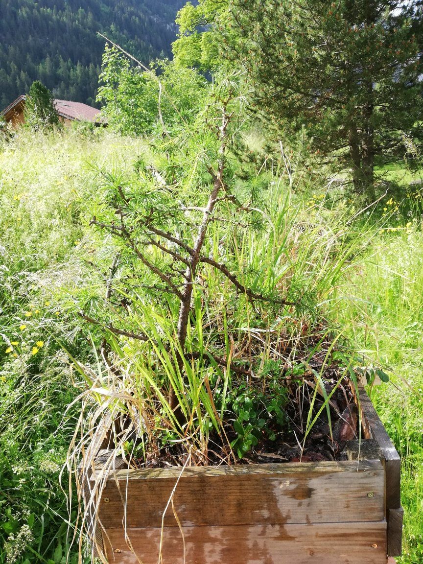 Plantes & graines: Lärchen Gruppe – D'occasion à Kandersteg par erh_5q7k 2