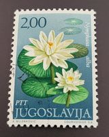 Jugoslawien 1971 Weiße Seerose
