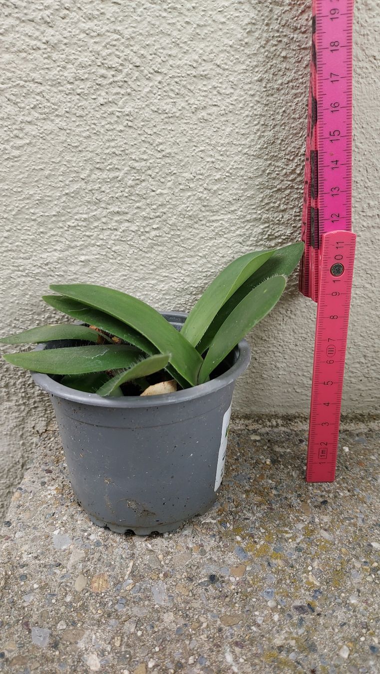fargesia jiu Bambus Jiuzhaighou (Fargesia murieliae 'Jiuzhaighou') | 175-200 cm im Topf