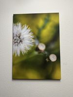 Druck auf Leinwand 70x50cm - Löwenzahn im Detail