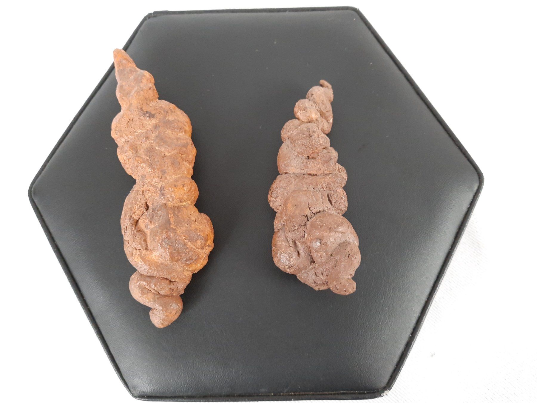 Fossilien: 2 Koprolith (Kotstein) – Gebraucht aus Beinwil am See von Restwert_Beinwil