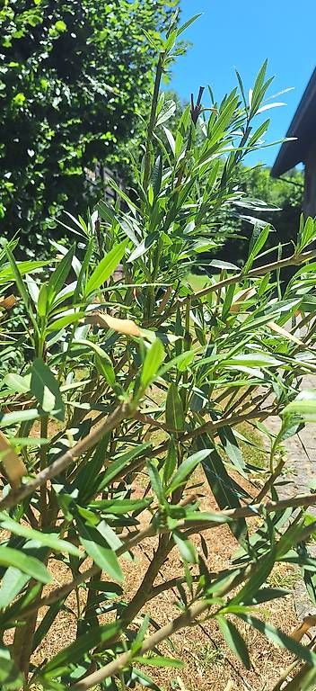 Piante & sementi: Oleander – Usato da Madiswil venduto da Oleander2 2