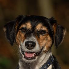 Profile image of jambobe