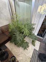 Philodendron Selloum Zimmerpflanze gross im Topf