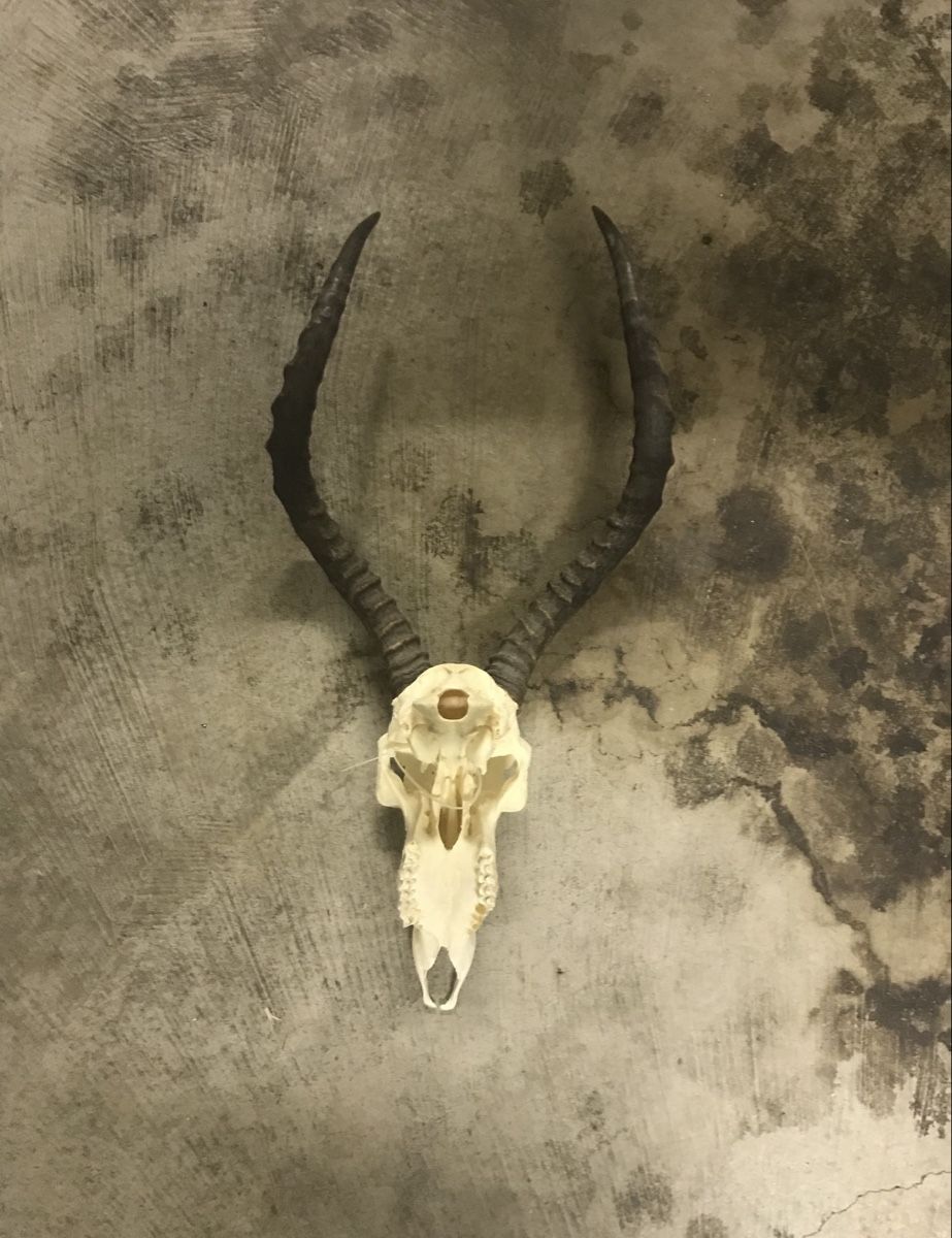 Tutte le decorazioni: Deer Skull – Usato da Wettingen venduto da msw_rrf5 1