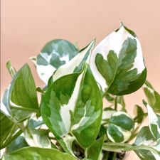Profile image of Plantscape