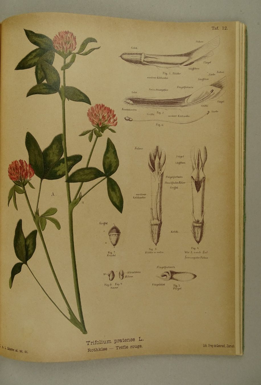 Libri: DIE BESTEN FUTTERPFLANZEN, 1892 – Usato da Grüningen venduto da Kartensammler 6