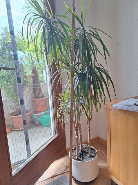 Pflanzen & Samen: Dracena – Gebraucht aus Buchs SG von gibol