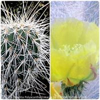 Opuntia Polyacantha Erinacea - "Grizzly Bear"- winterhart