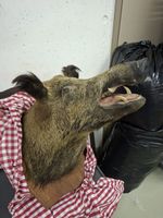 Wildschweinkopf Präparat auf Holzplatte