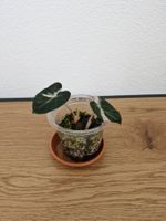 Alocasia balloon heart pink variegated