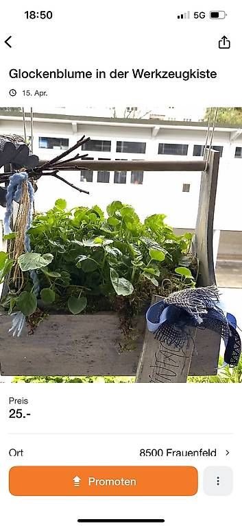 Piante & sementi: Glockenblumen im Werkzeugkistli – Usato da Frauenfeld venduto da Irene.Schuppli 2