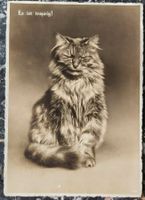 Postkarte mit trauriger Katze 🐱 Versand 1932