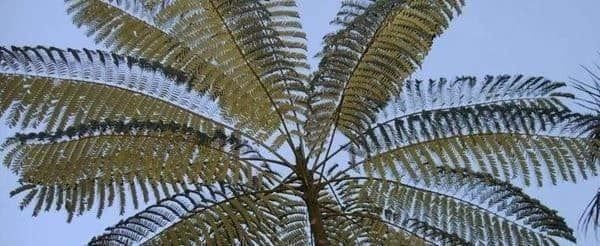 Piante & sementi: Schizolobium amazonicum TRES RARE – Nuovo (secondo la descrizione) da Bremblens venduto da FIBONACCI369 3
