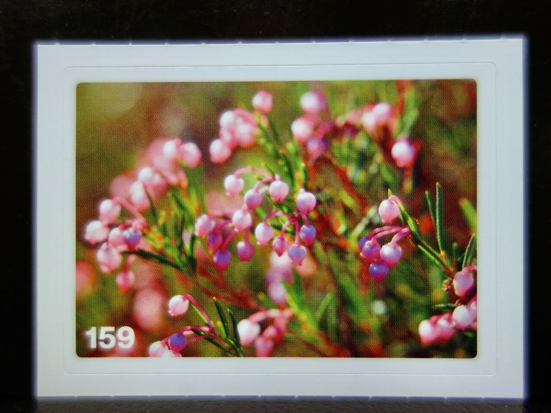 Migros Cartes à collectionner: MIGROS MANIA Nature Detectives Nr. 159 – D'occasion à Kerzers par djstarsky73