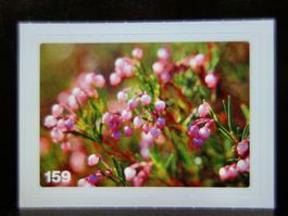 MIGROS MANIA Nature Detectives Nr. 159