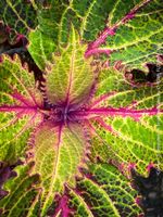 Buntnessel - Coleus - starke zu bewurzelnde Stecklinge
