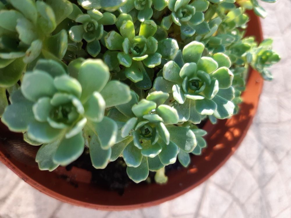 Piante & sementi: Rosenkugel Sedum Bodendecker blüht hellrosa – Usato da Ibach venduto da chaemilochhobbygarte