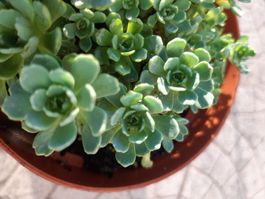 Rosenkugel Sedum Bodendecker blüht hellrosa