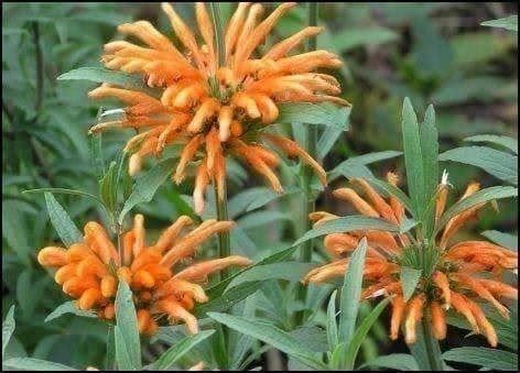 Piante & sementi: Queue de Lion, Wild Dagga, Leonotis 15g – Nuovo (secondo la descrizione) da Bremblens venduto da FIBONACCI369 1