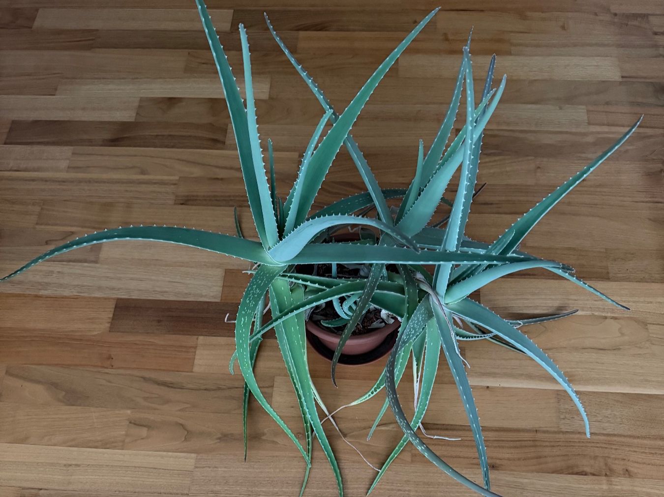 Piante & sementi: Aloe Vera – Nuovo (secondo la descrizione) da Frauenfeld venduto da 1Georg.schweizer 2