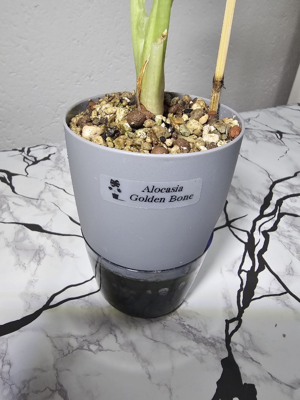 Pflanzen & Samen: Alocasia Golden Bone – Neu (gemäss Beschreibung) aus Utzenstorf von Dac_mk 3